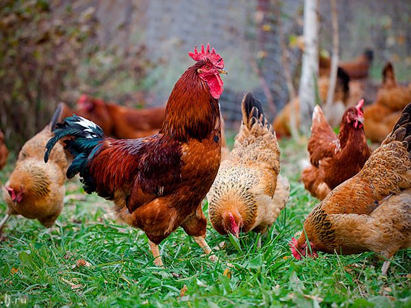 Породы куриц | ЗооТом - продажа, вязка и услуги для животных в Агрызе