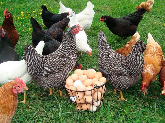 Содержание кур и уход за ними | ЗооТом - продажа, вязка и услуги для животных в Агрызе