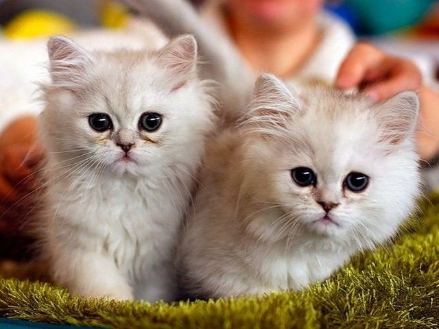 Породы кошек в Агрызе | ЗооТом портал о животных