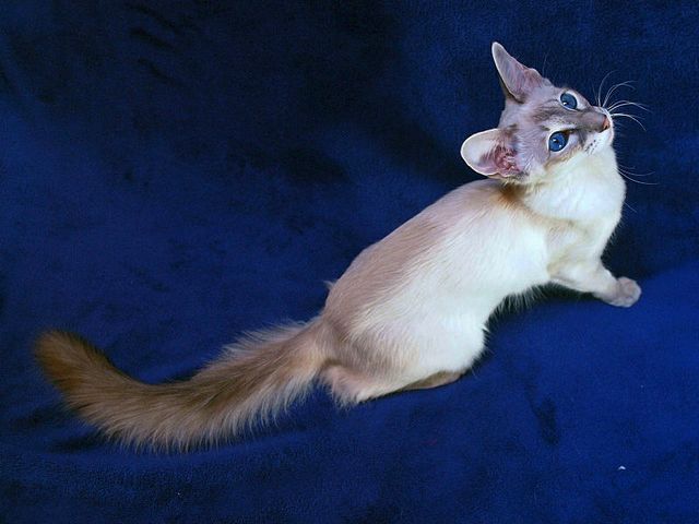 Выведенные породы кошек в Агрызе | ЗооТом портал о животных