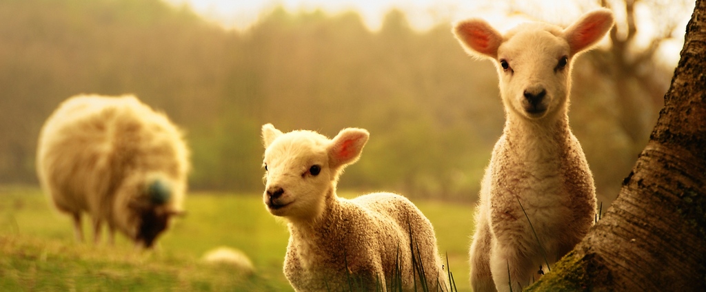 Объявления о сельскохозяйственных животных | ЗооТом - продажа, вязка и услуги для животных в Агрызе