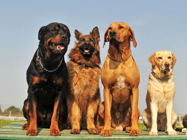 Крупные породы собак в Агрызе | ЗооТом портал о животных