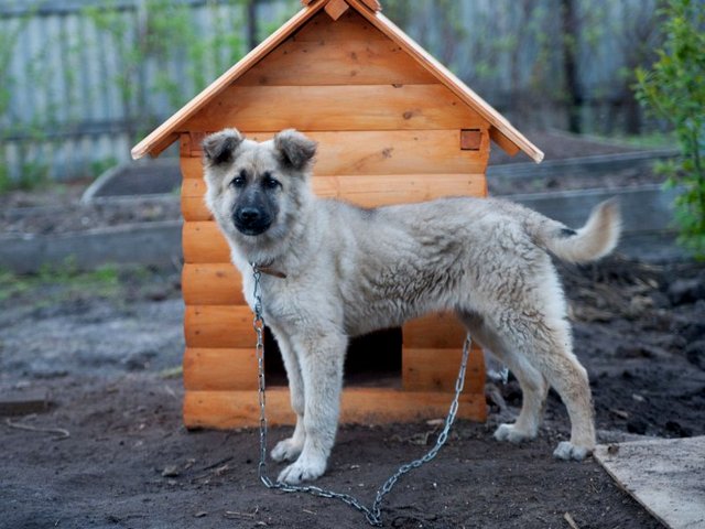 Все о собаках в Агрызе Все о собаках в Агрызе